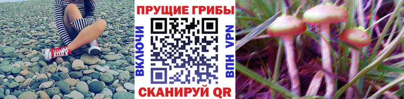 Псилоцибиновые грибы GOLDEN TEACHER  блэк спрут ссылка  Вязники 